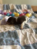 Lane , a male Miniature Dachshund for sale in Cleo Springs, OK – Photo 4 of 6