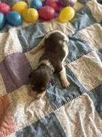 Lane , a male Miniature Dachshund for sale in Cleo Springs, OK – Photo 6 of 6