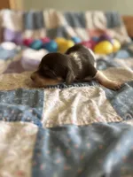 Lane , a male Miniature Dachshund for sale in Cleo Springs, OK – Photo 3 of 6