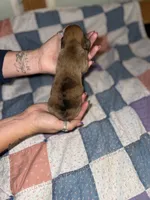 Lizzy, a female Miniature Dachshund for sale in Cleo Springs, OK – 3 of 3