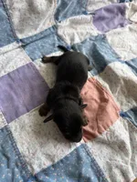 Milo , a male Miniature Dachshund for sale in Cleo Springs, OK – Photo 2 of 2