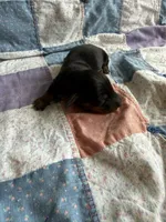 Milo , a male Miniature Dachshund for sale in Cleo Springs, OK – Photo 1 of 2