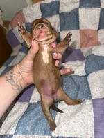 Joey , a male Miniature Dachshund for sale in Cleo Springs, OK – 3 of 3