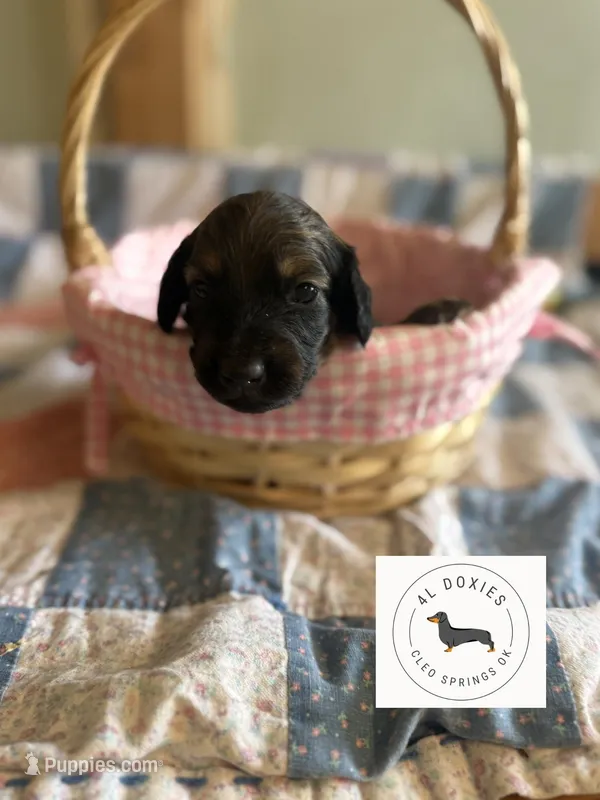 Teddy – Miniature Dachshund puppy for sale in Cleo Springs, OK