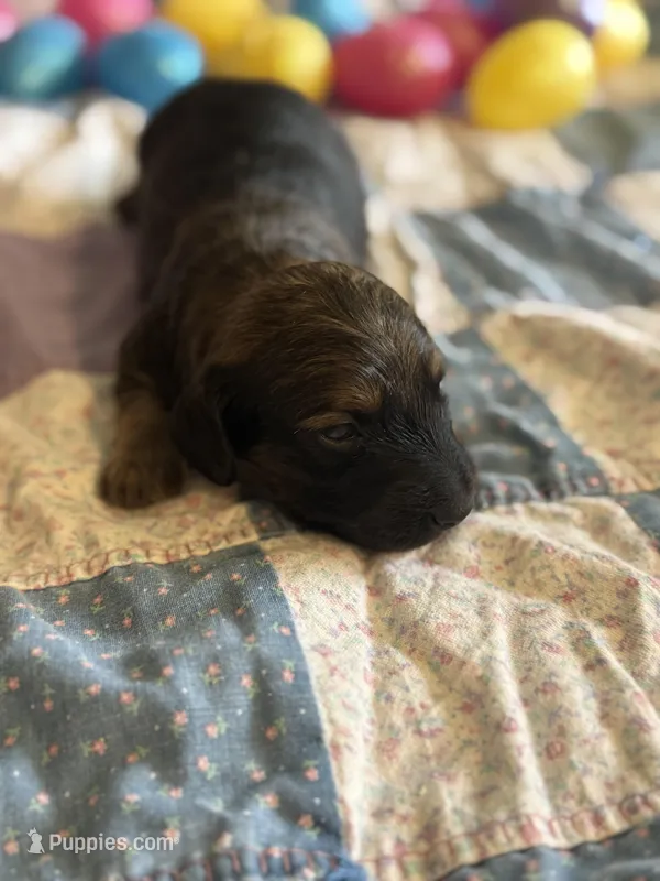 Teddy – Miniature Dachshund puppy for sale in Cleo Springs, OK