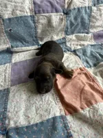 Teddy, a male Miniature Dachshund for sale in Cleo Springs, OK – Photo 1 of 2