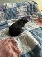 Teddy, a male Miniature Dachshund for sale in Cleo Springs, OK – Photo 2 of 2