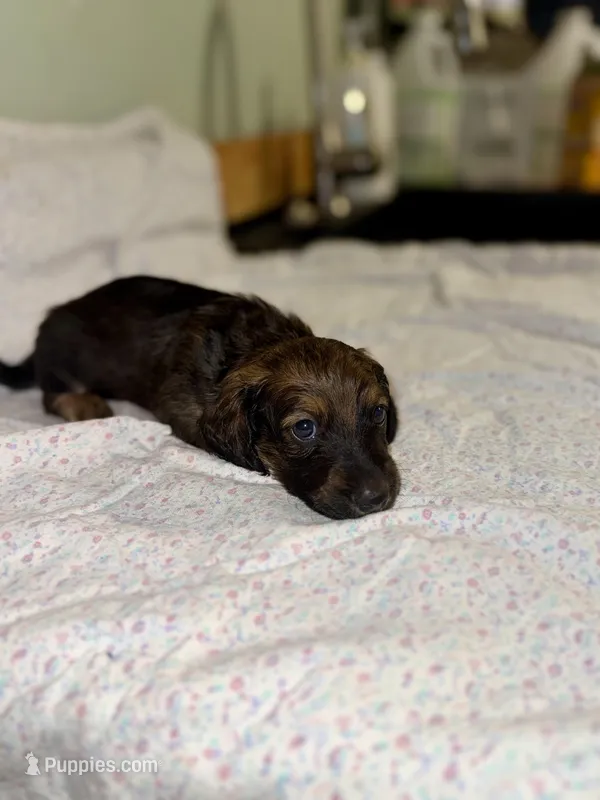 Teddy – Miniature Dachshund puppy for sale in Cleo Springs, OK