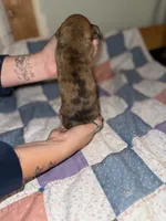 Chandler , a male Miniature Dachshund for sale in Cleo Springs, OK – 2 of 3