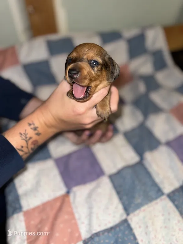 Chandler  – Miniature Dachshund puppy for sale in Cleo Springs, OK