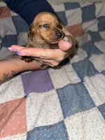 Lizzy, a female Miniature Dachshund for sale in Cleo Springs, OK – 2 of 3