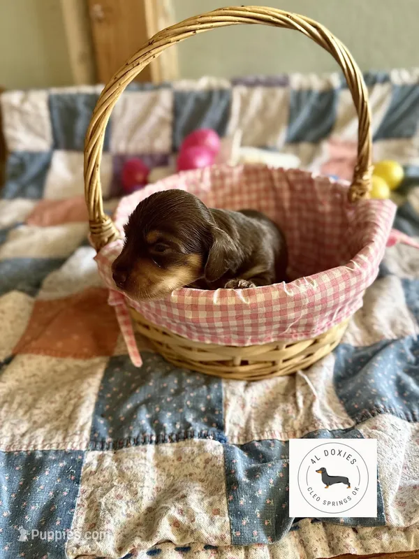 Owen  – Miniature Dachshund puppy for sale in Cleo Springs, OK