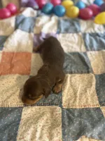 Owen , a male Miniature Dachshund for sale in Cleo Springs, OK – Photo 3 of 7