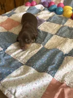 Owen , a male Miniature Dachshund for sale in Cleo Springs, OK – Photo 7 of 7