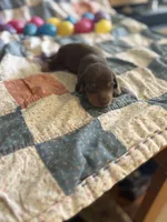 Owen , a male Miniature Dachshund for sale in Cleo Springs, OK – Photo 1 of 7