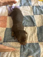 Owen , a male Miniature Dachshund for sale in Cleo Springs, OK – Photo 4 of 7