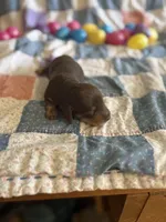 Owen , a male Miniature Dachshund for sale in Cleo Springs, OK – Photo 5 of 7