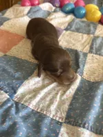 Owen , a male Miniature Dachshund for sale in Cleo Springs, OK – Photo 6 of 7