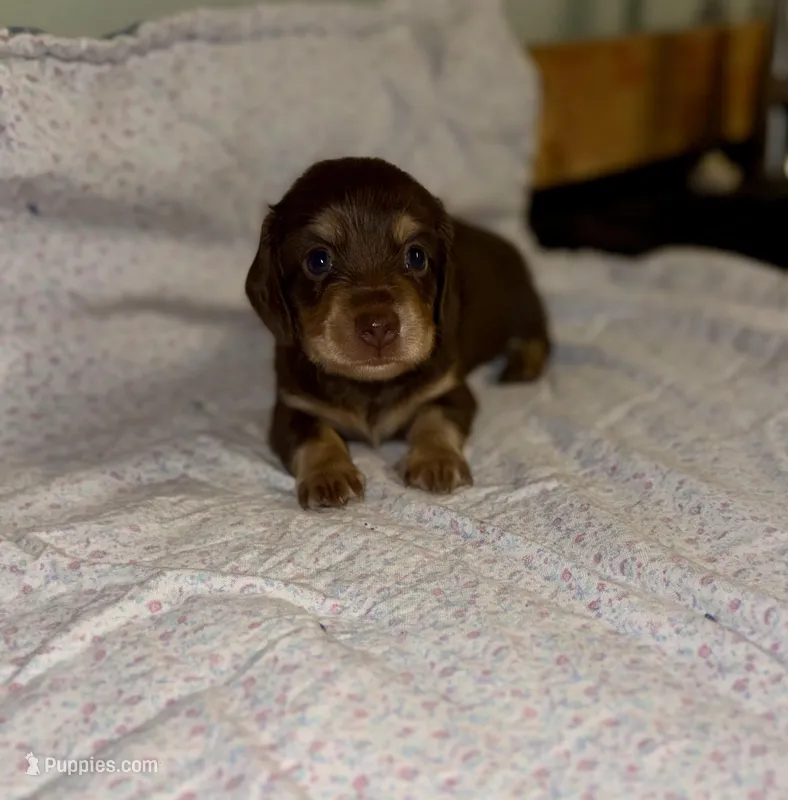 Owen  – Miniature Dachshund puppy for sale in Cleo Springs, OK