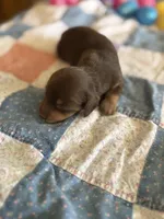 Owen , a male Miniature Dachshund for sale in Cleo Springs, OK – Photo 2 of 7