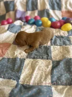 Timmy , a male Miniature Dachshund for sale in Cleo Springs, OK – Photo 4 of 5