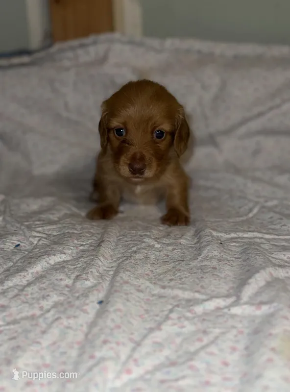 Timmy  – Miniature Dachshund puppy for sale in Cleo Springs, OK
