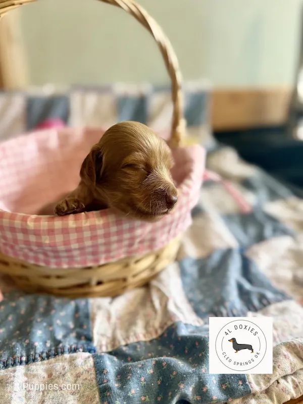 Timmy  – Miniature Dachshund puppy for sale in Cleo Springs, OK