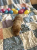 Timmy , a male Miniature Dachshund for sale in Cleo Springs, OK – Photo 3 of 5