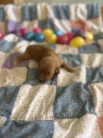 Timmy , a male Miniature Dachshund for sale in Cleo Springs, OK – Photo 1 of 5