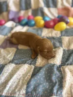 Timmy , a male Miniature Dachshund for sale in Cleo Springs, OK – Photo 2 of 5