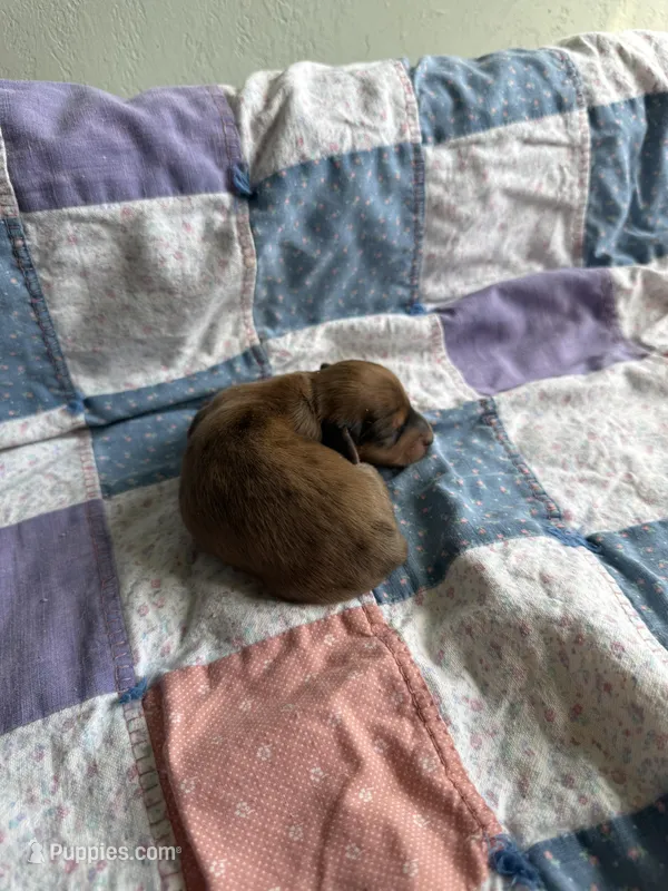 Dallie – Miniature Dachshund puppy for sale in Cleo Springs, OK