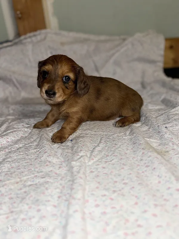 Dallie – Miniature Dachshund puppy for sale in Cleo Springs, OK