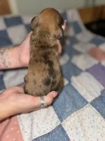 Chandler , a male Miniature Dachshund for sale in Cleo Springs, OK – 3 of 3