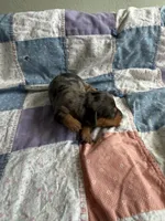 Claire, a female Miniature Dachshund for sale in Cleo Springs, OK – Photo 2 of 2