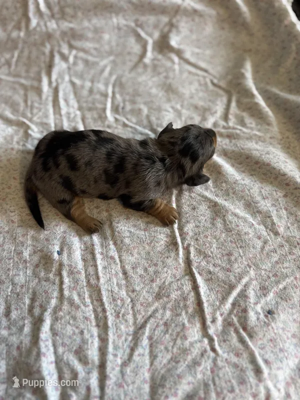 Claire – Miniature Dachshund puppy for sale in Cleo Springs, OK