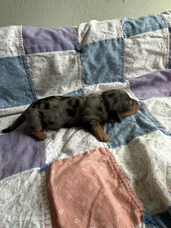 Claire – Miniature Dachshund puppy for sale in Cleo Springs, OK