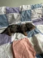 Claire, a female Miniature Dachshund for sale in Cleo Springs, OK – Photo 1 of 2