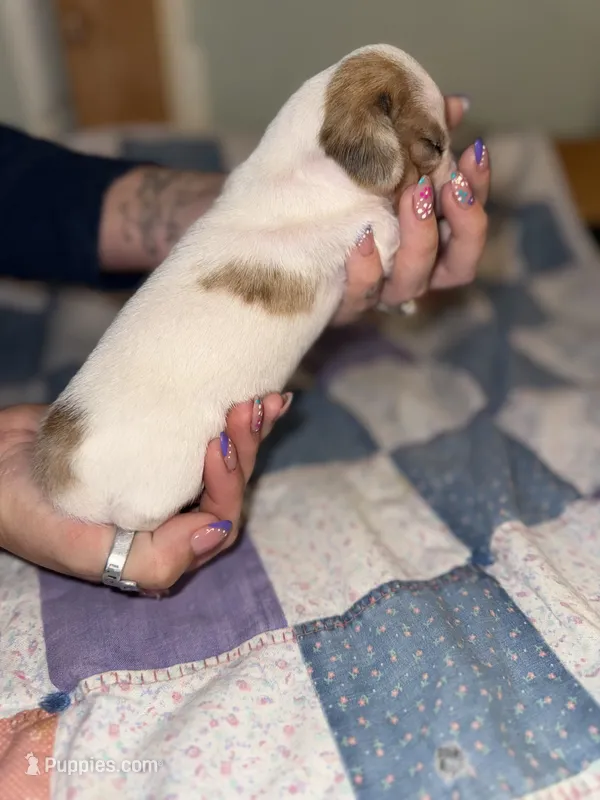Lena – Miniature Dachshund puppy for sale in Cleo Springs, OK