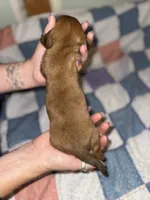 Joey , a male Miniature Dachshund for sale in Cleo Springs, OK – 1 of 3
