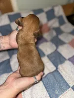 Joey , a male Miniature Dachshund for sale in Cleo Springs, OK – 2 of 3