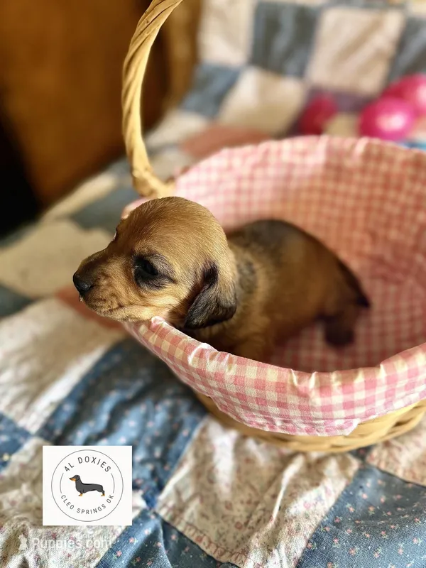 Bayleigh – Miniature Dachshund puppy for sale in Cleo Springs, OK