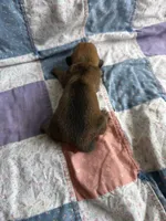 Bayleigh, a female Miniature Dachshund for sale in Cleo Springs, OK – Photo 2 of 2