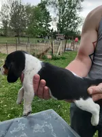 Lou, a female Beagle for sale in Albion, MI – 2 of 3