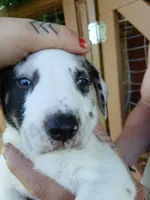 Brutis, a male Catahoula Leopard Dog for sale in Albion, MI – 4 of 4