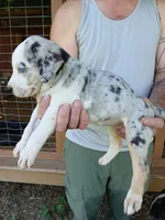 Lacy, a female Catahoula Leopard Dog for sale in Albion, MI – 2 of 3