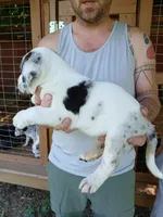 Brutis, a male Catahoula Leopard Dog for sale in Albion, MI – 3 of 4