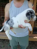 Alpha, a male Catahoula Leopard Dog for sale in Albion, MI – 3 of 3