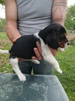 Lola, a female Beagle for sale in Albion, MI – 2 of 3