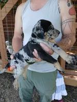 Jiffy, a female Catahoula Leopard Dog for sale in Albion, MI – 3 of 3
