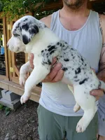 Susie Q, a female Catahoula Leopard Dog for sale in Albion, MI – 3 of 3